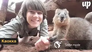 Экзотические животные, которых хочется тискать вечно