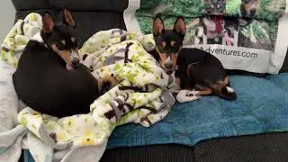 Basenjis Lose Power