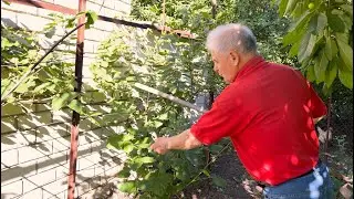 Что сделать, чтобы куст ежевики радовал хорошим урожаем