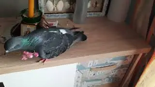 Федя - настоящий мужчина, носит цветы своей голубке!