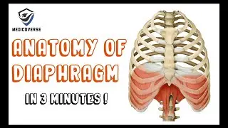 Diaphragm Anatomy | Origin , Insertion , Actions | Openings of Diaphragm