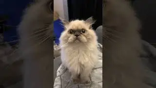 Haku growing out of his kitten phase  