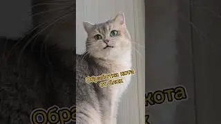 Обработка кота от блох #cats