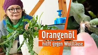 Wollläuse an Zimmerpflanzen mit Orangenöl bekämpfen | MDR Garten