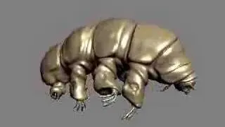 Tardigrade (Water Bear) Details