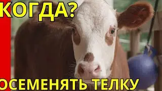 когда осеменять телку возраст вес