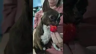 Сразу понятно, собака Зубцовых.