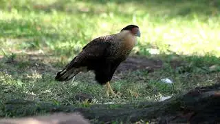 Carcará (Caracara plancus) - Parque Ecológico do Tietê, São Paulo/SP
