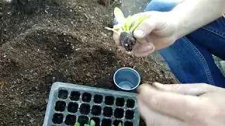 Что будет если смешать песок с торфом😱