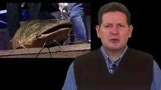 Los peces en Bolivia, gran potencial de pesca, cría y turismo!