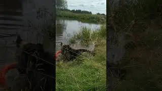Грязнуля 😅 #dog #собака