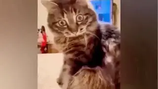 小猫咪的迷惑行为