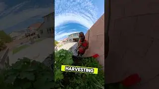 Harvesting Thai chili Peppers From My Garden. ....#garden #plants #trending