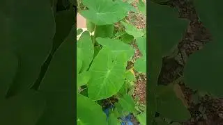 taro 