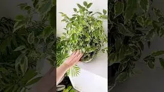 Фикус в  #сфагнумфускум  #sphagnum_eco  #plants  #myplant #houseplants #plant #ficus #ficusplant