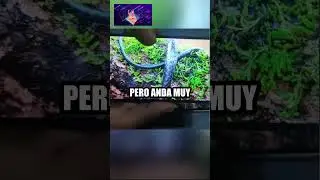 Tecno Spark 20 vs Redmi 12 Proesador