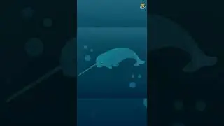 Narwhals: The Unicorn of the Sea! Discover Their Secrets | The Animal Explorer #shorts