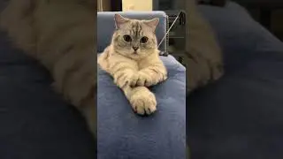 Главная ошибка владельца кота.