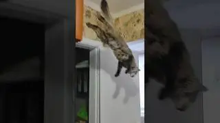 Живу как бомж 😅