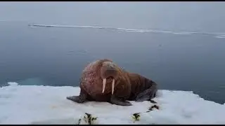 Рев моржа на Чукотке - Всё хочу на свете знать !