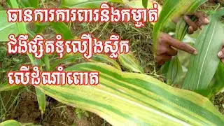 ជំងឺផ្សិតទុំលឿងស្លឹកលើដំណាំពោត