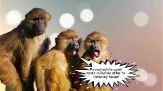 Real Estate Monkey Meme | Easy Video Lab Template and Demo