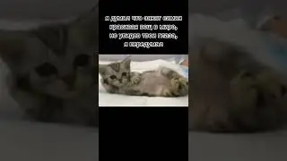Ты знаешь с кем этим поделиться 😏 #webm #приколы #юмор #мем #коты #cat #mem #отношения #романтика