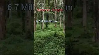 Amazon Jungle 🌳 #shorts#youtubeshorts#shortsvideo#viral