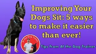 Improving Your Dogs Sit: 5 ways to make it easier than ever!