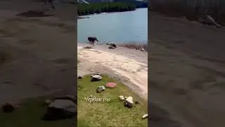 Elk attacked a bear