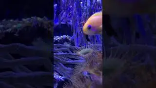 Аквариум  коралловые рифы 