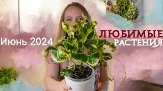 Мои ЛЮБИМЧИКИ в коллекции растений | Июнь 2024 | Кротоны, монстера, сциндапсус и другое