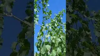 Обзор ГФ винограда Ласточка.