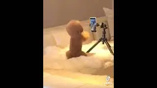 СОБАКА СНИМАЕТ ТИК ТОК  🐶