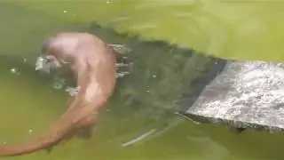 QUISTOCOCHA-IQUITOS PERU 2019