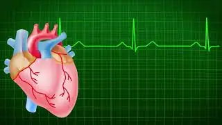 Heartbeat Sound. Human Heartbeat Sound - ASMR No Talking