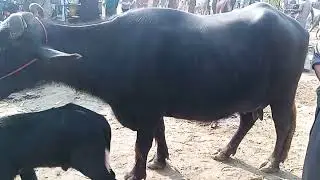 Buffalo Price at Cow Mandi Fateh Pur Layyah