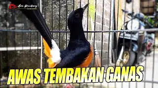 MASTERAN GANAS !! lagu roll tembaknya panjang - panjang  | shama bird song