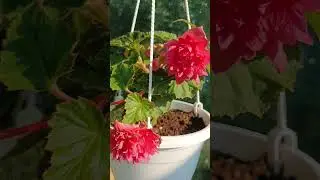 Красотка бегония 😍#flowers #garden #shorts