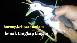 burung ruwak!!keluwar malam, ketangkap tangan