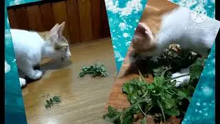 The Vegetarian Cat😺😺