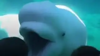 ¿Te ha hecho difícil estar en cuarentena? Imagina cuán difícil lo ha sido siempre para los animales