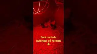 28. maj 2024