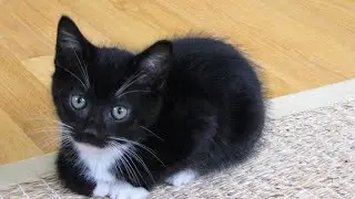 Kitten Insists On Supervising Her Baby Sister's Bath Time Every Night