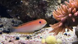 poissons rares