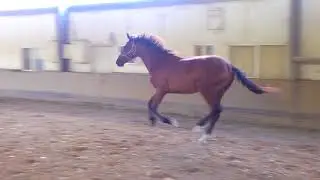 Belcam Constable Freejump