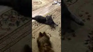 Ночные переговоры и игры 😄😄 #tiktok #reaction #собака #pomeranian
