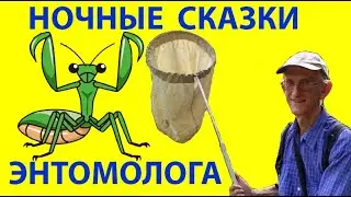Ночные Сказки Про Насекомых: Кто Такой Богомол Эмпуза?  Как Богомол Охотится?
