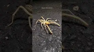 Camel Spiders: The Desert's Most Feared Arachnid?