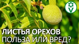 МОЖНО ЛИ КЛАСТЬ ЛИСТЬЯ ОРЕХОВ В КОМПОСТ? А использовать как мульчу?